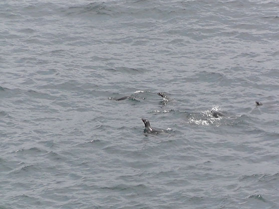 2014年5月16日　アシカ（？）の群れが船の周囲を泳いでいました。