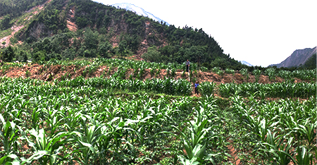 地震断層が安昌河の河岸段丘、平らなトウモロコシ畑と山を横切っている様子の写真。