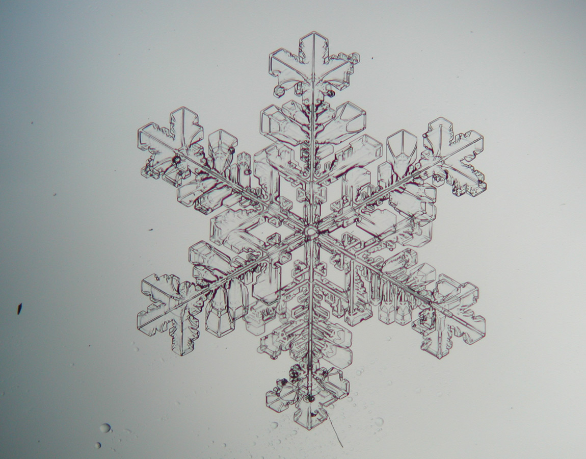 中心から木の枝のように細かく枝分かれして伸びる、代表的な形の雪結晶の写真。：写真