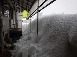 Before collapse. The roof is covered with snow.(taken at 9:08)